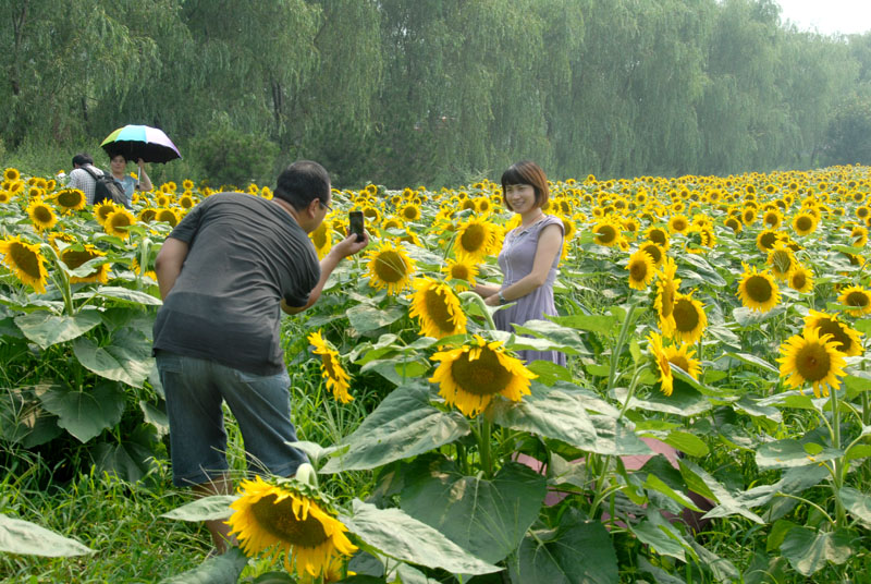 楼观 葵花 (22).jpg