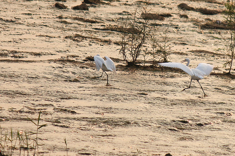 IMG_6599_副本.jpg
