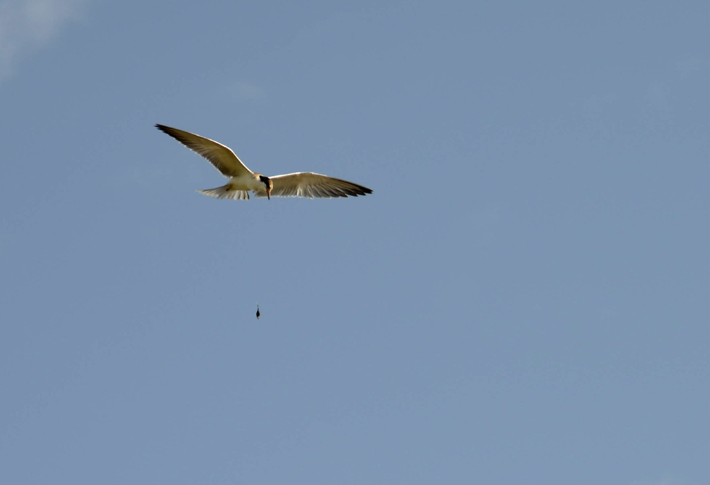DSC_0222_副本.jpg