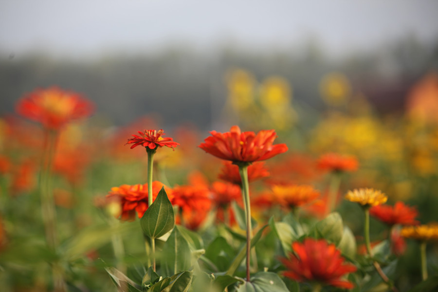 花海