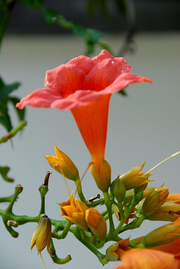 凌霄花 (2).jpg