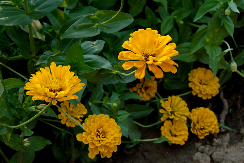 花卉 (1).jpg