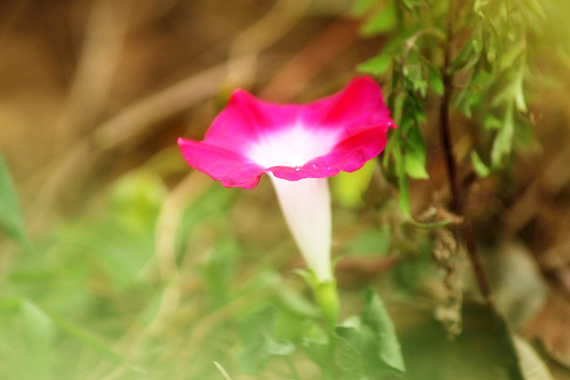 IMG_7825_副本.jpg