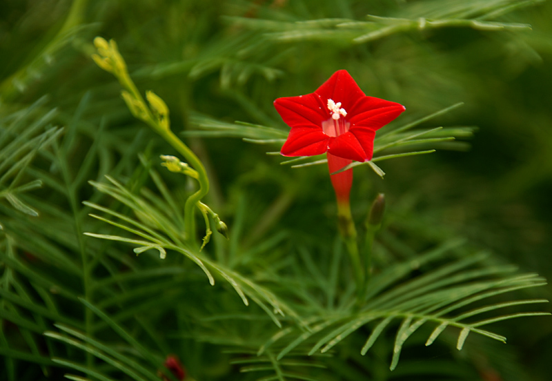 五角星花.jpg