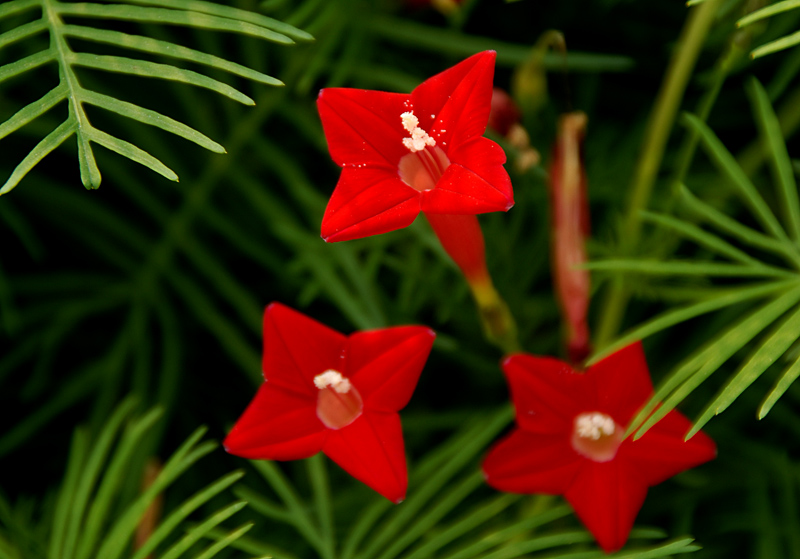 五角星花 (7).jpg