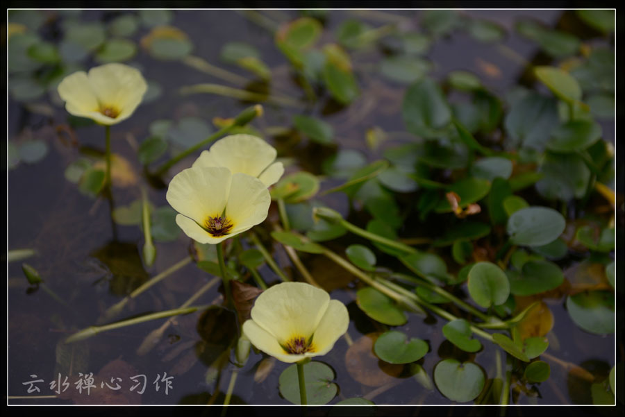 DSC_0489.JPG