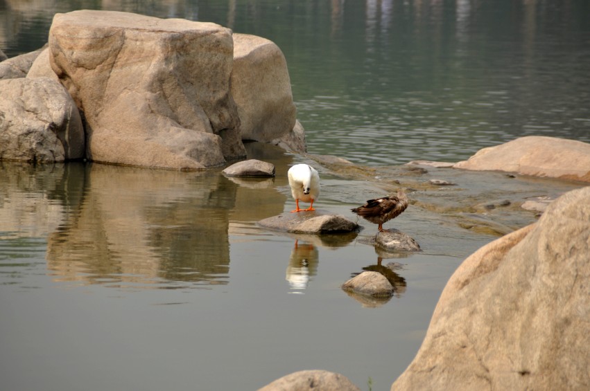 DSC_0090_conew1.jpg