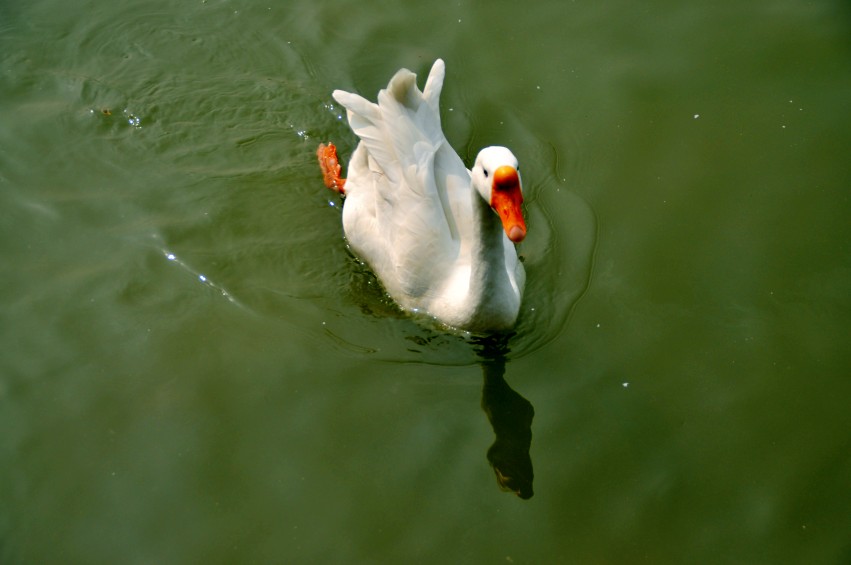DSC_0074_conew1.jpg