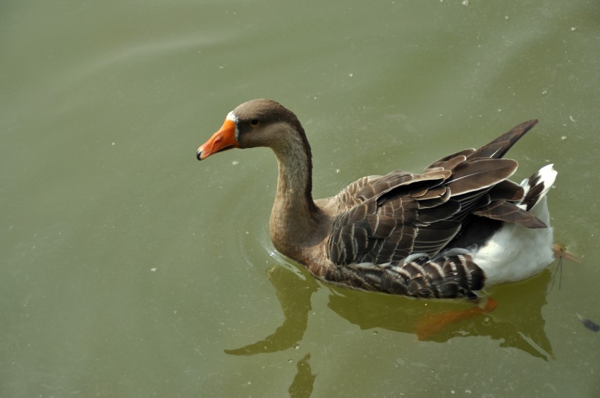 DSC_0078_conew1.jpg