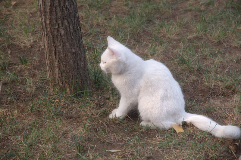 20131019杜陵的喵星人_副本.jpg