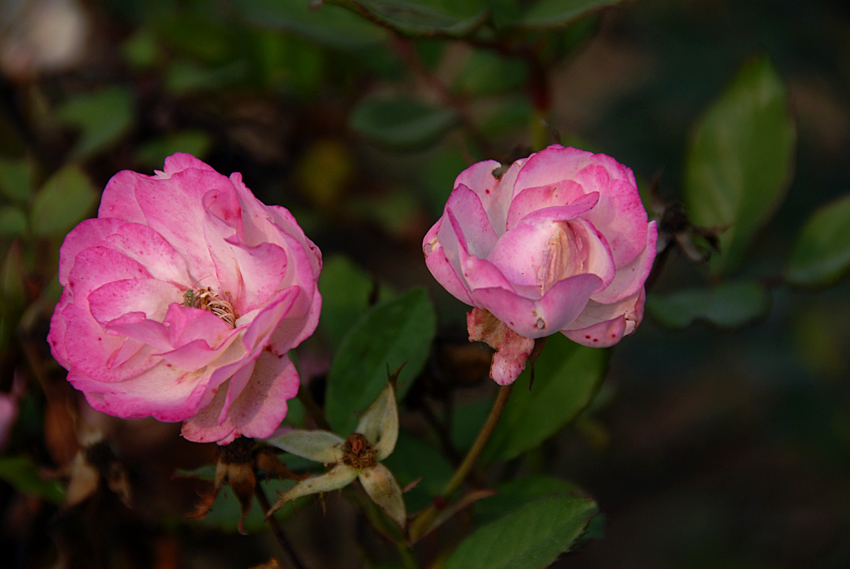 花草 (29).jpg