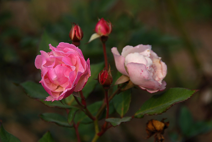花草 (31).jpg