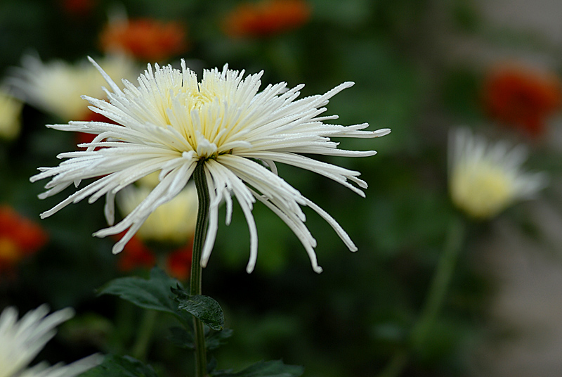 菊花 (12).jpg