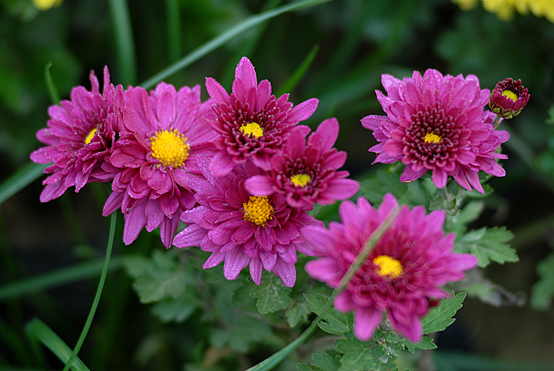 菊花 (23).jpg