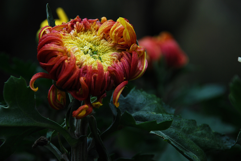 DSC_0171.JPG