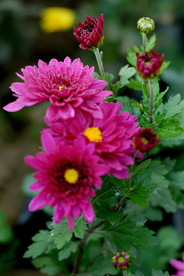 菊 花 (19).jpg