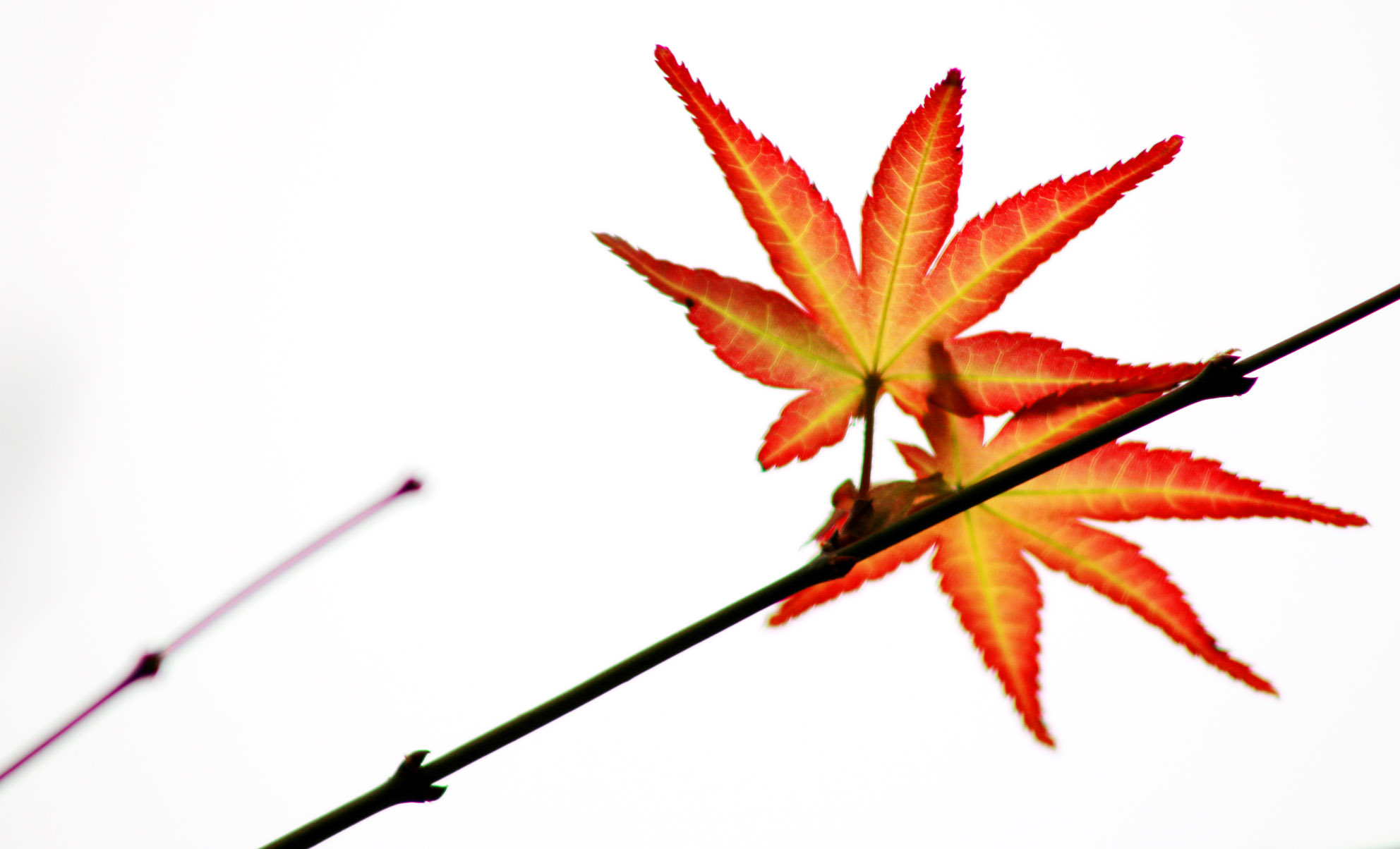 照片 019.jpg