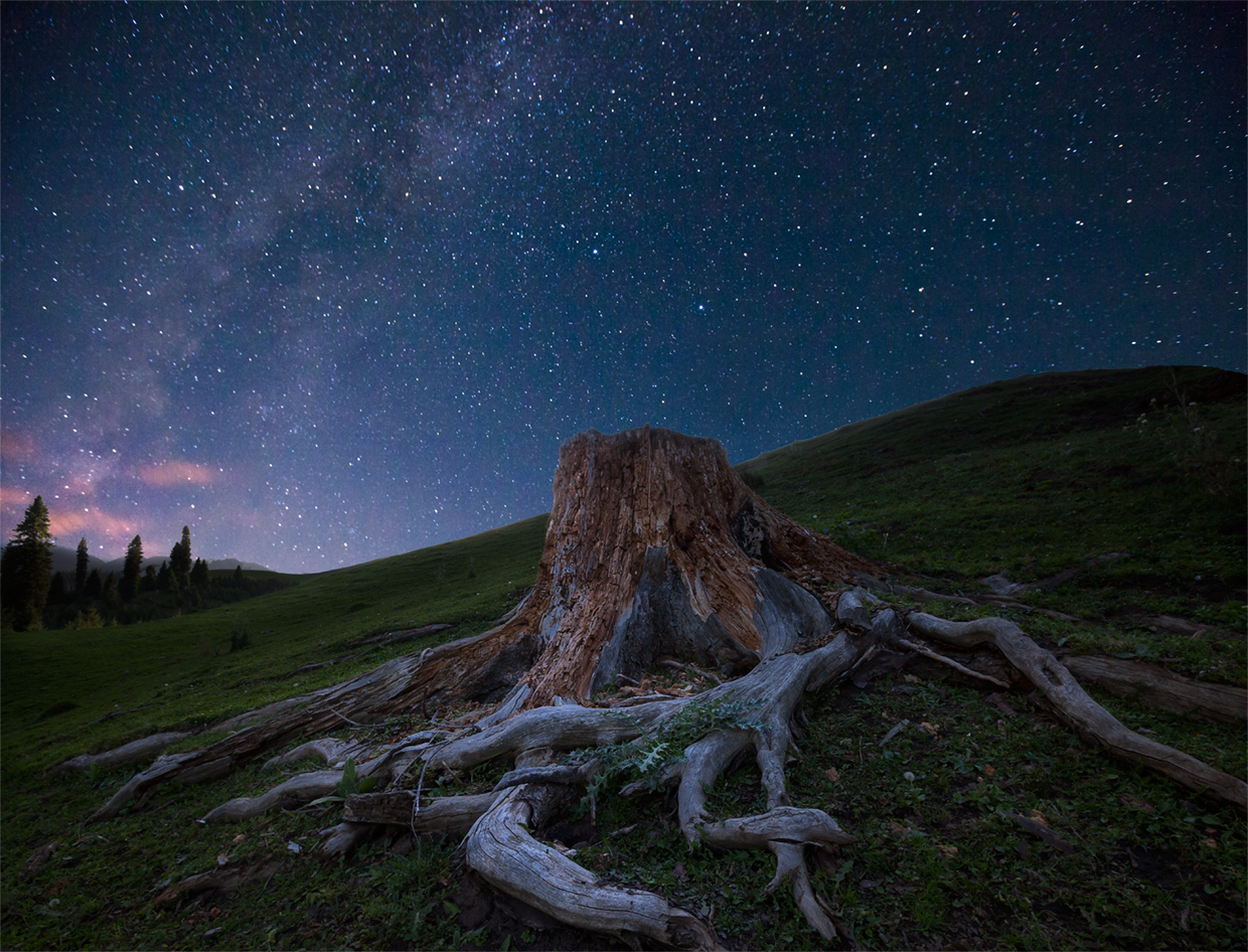 老树根与星空的对话。