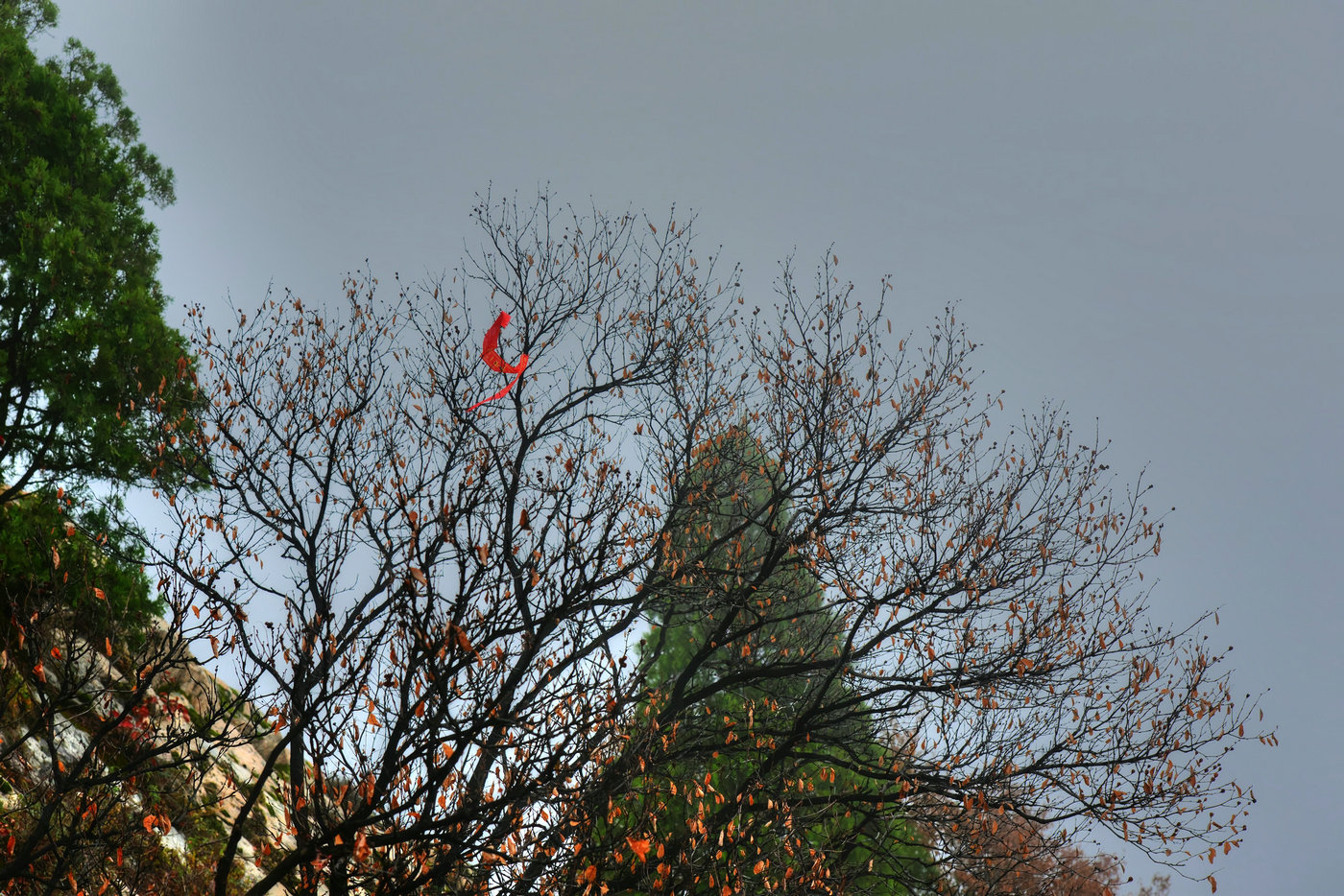 ZJF_89171.jpg