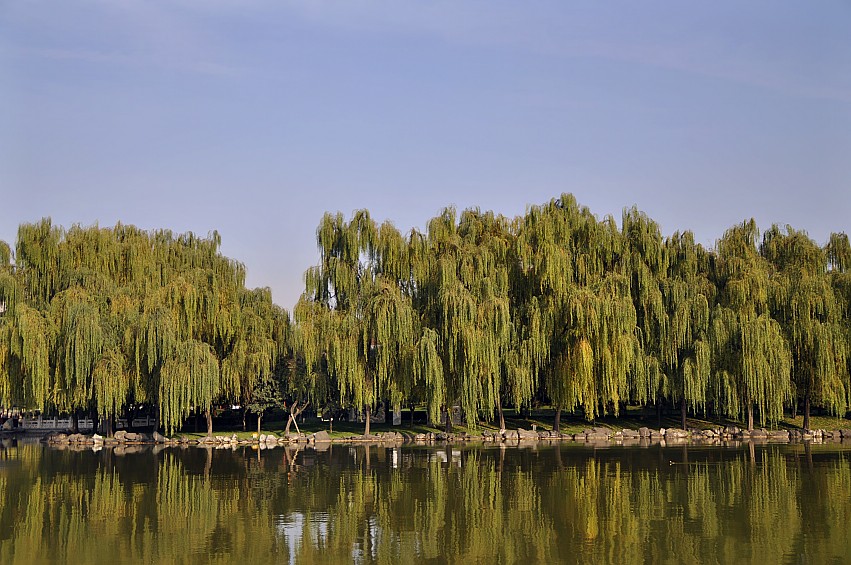 DSC_0051_conew1.jpg