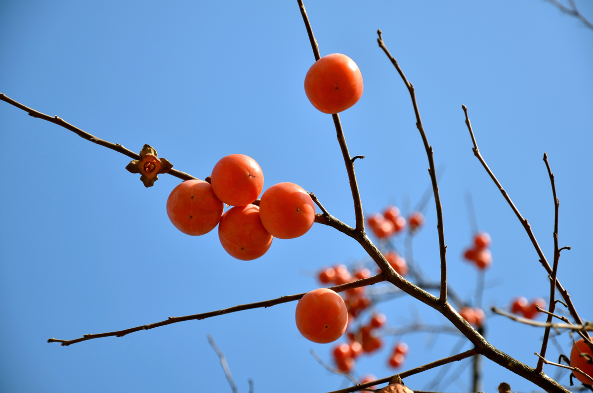 DSC_3022_副本上.jpg