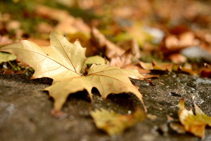 DSC_1458.jpg