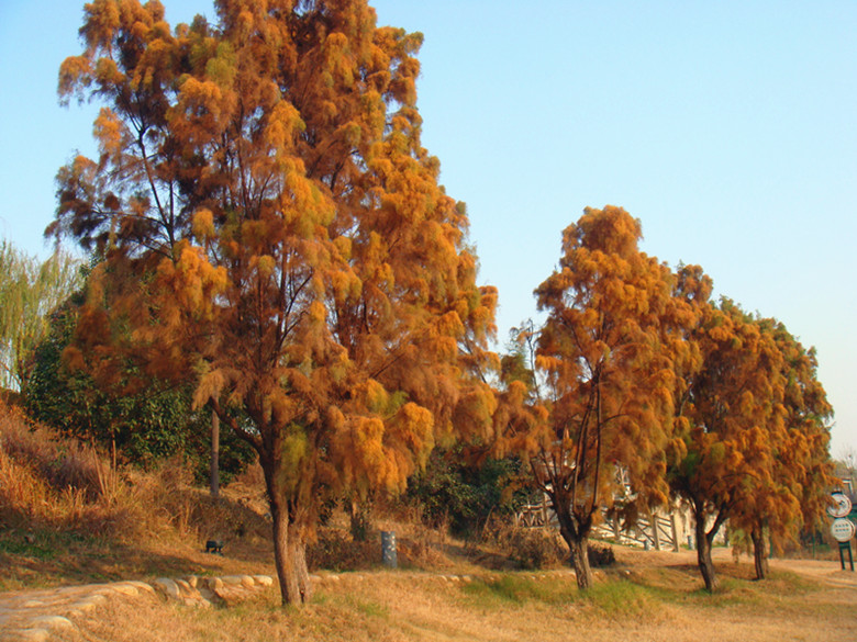 DSC02496_副本.jpg
