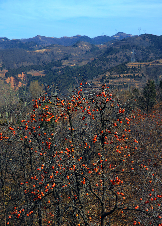 _DSC8133.jpg