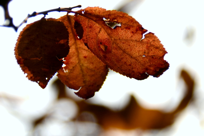 DSC_4455-001.JPG