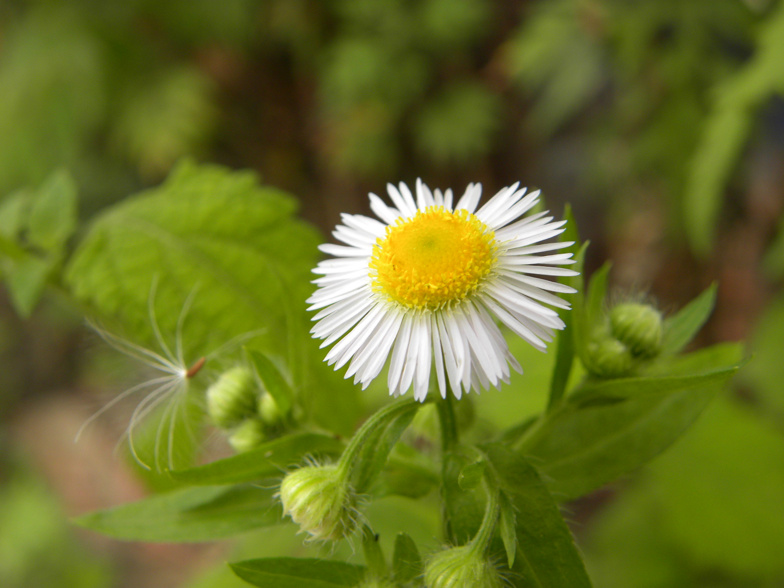 DSCN2906.JPG