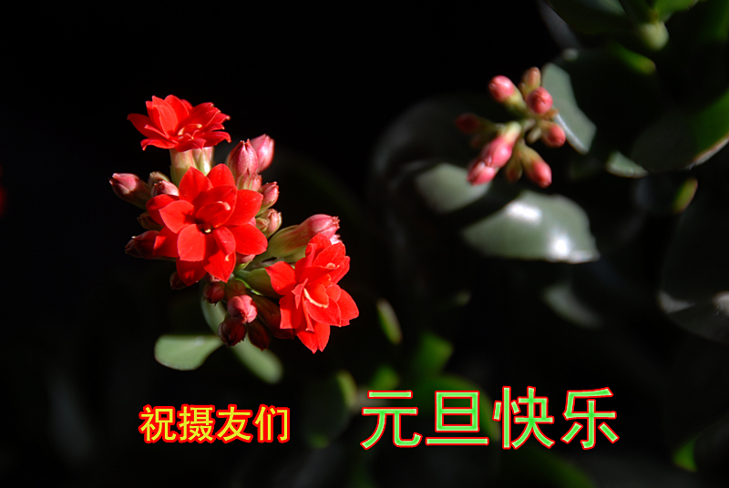 长寿花 (2).jpg
