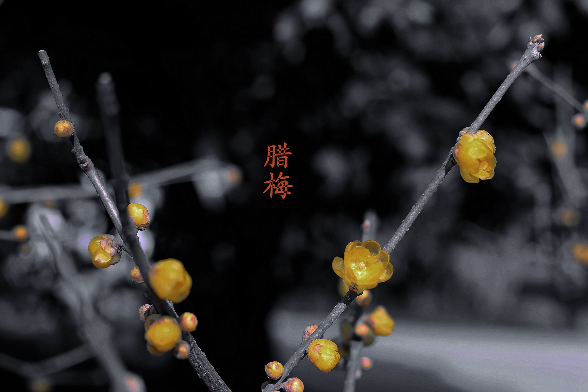 IMG_0371_副本_副本中.jpg
