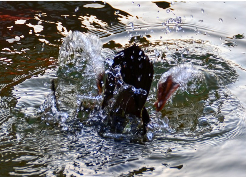 DSC_0143_conew2.jpg