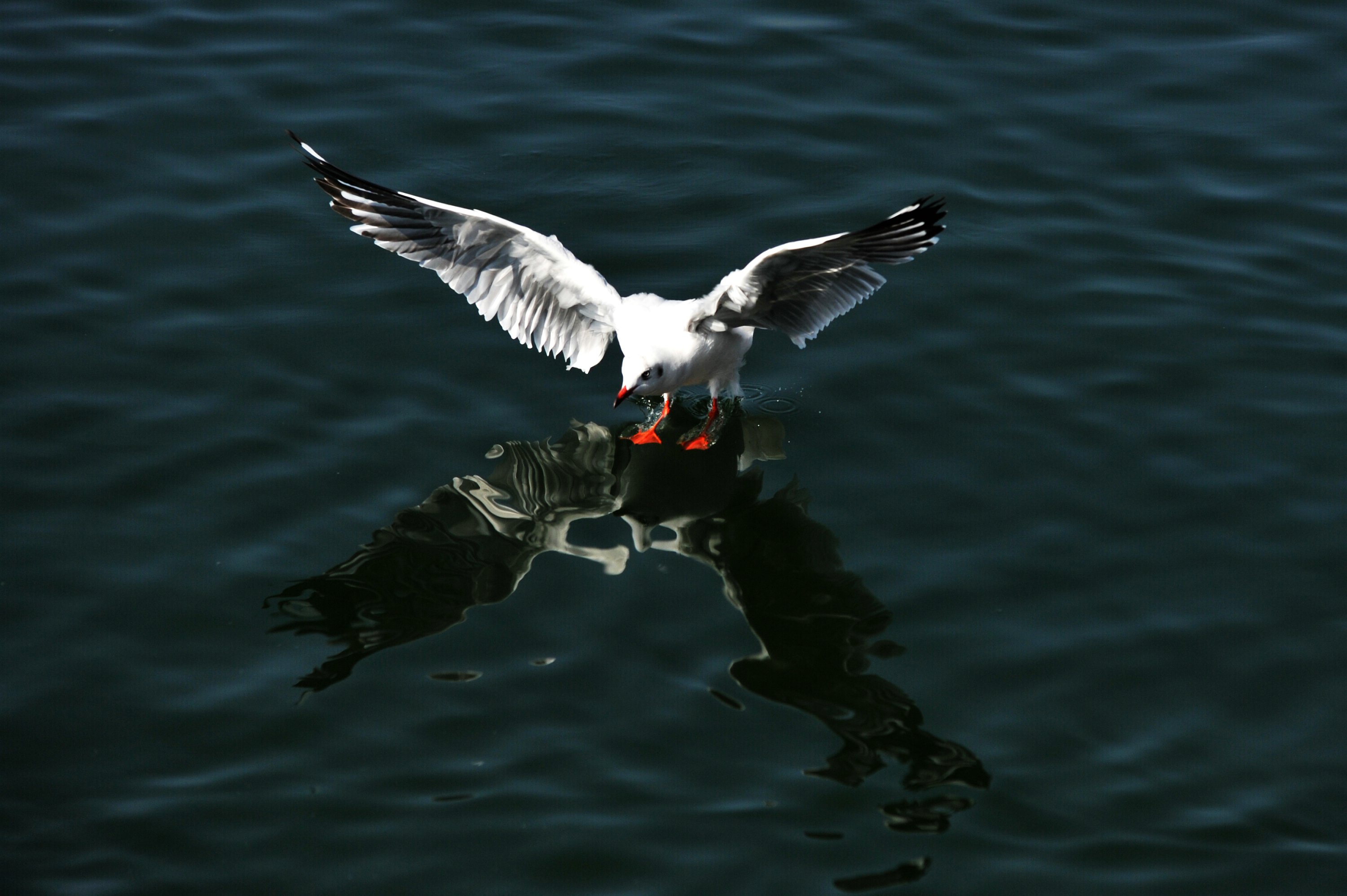 DSC_6738.JPG
