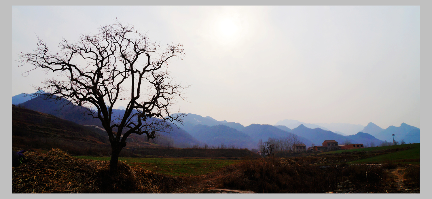 柿子树-xiao.jpg