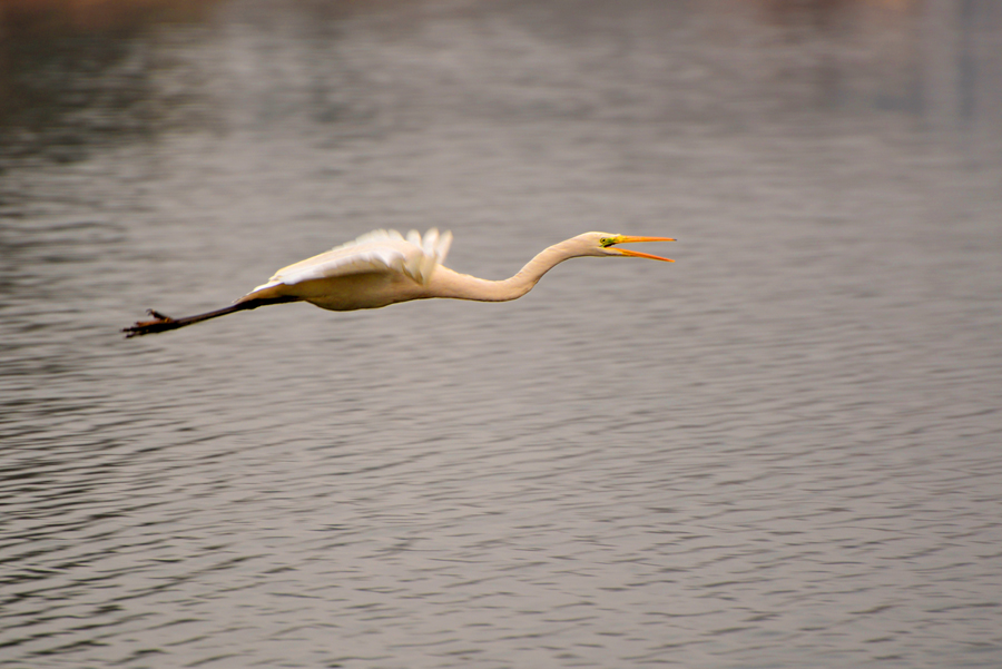 DSC_0926.JPG