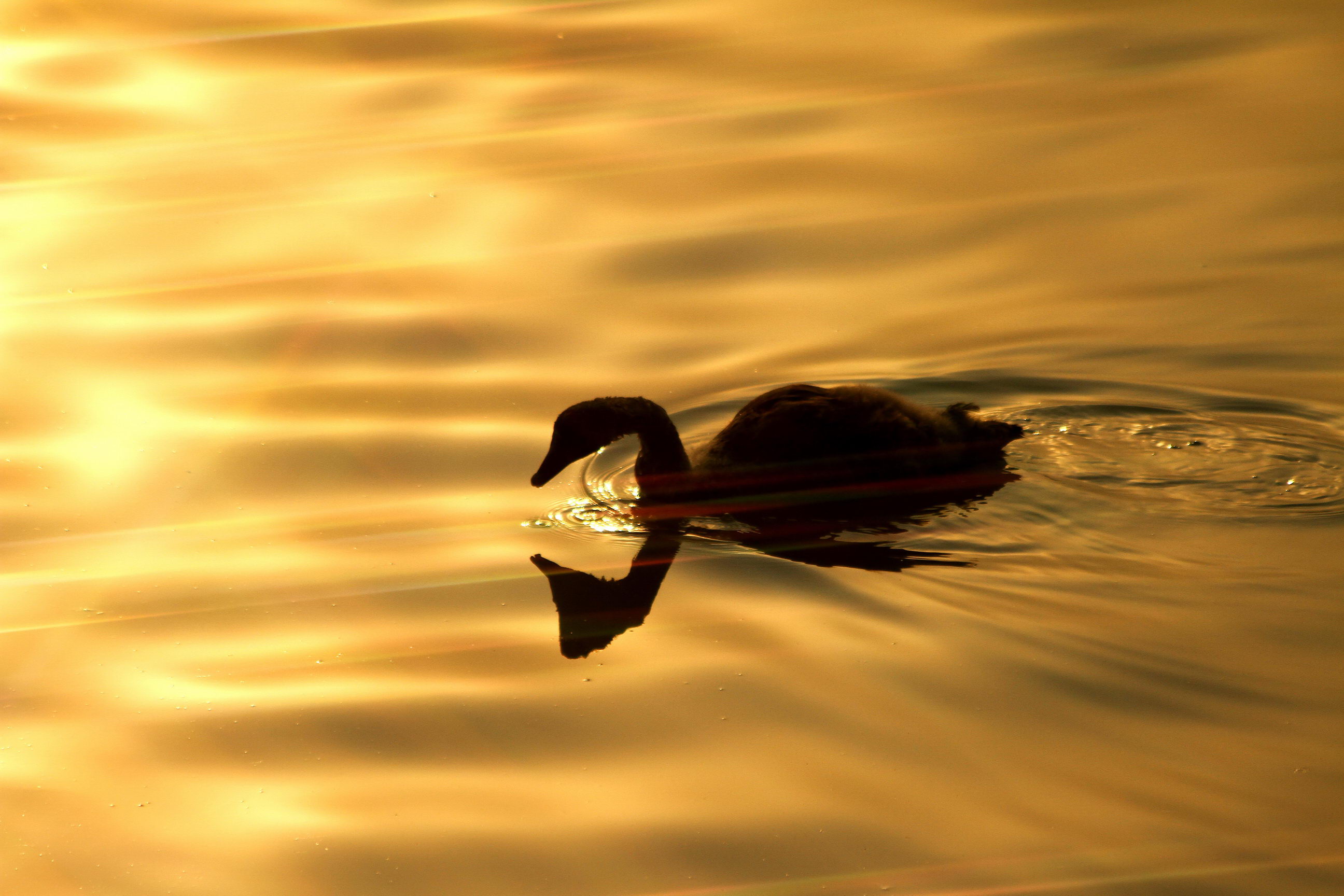 IMG_5806A_调整大小.jpg