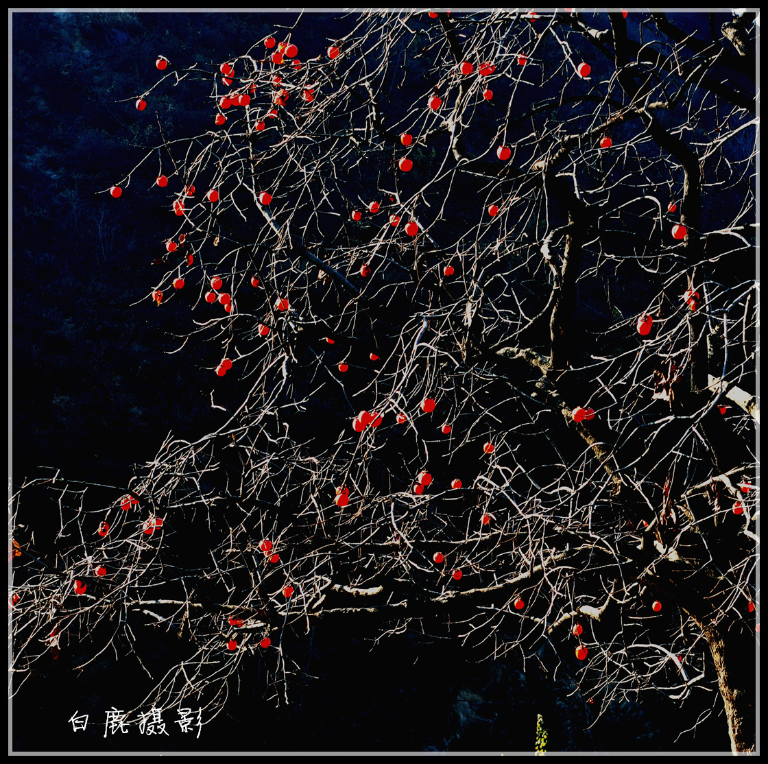 DSC_0087_副本.jpg