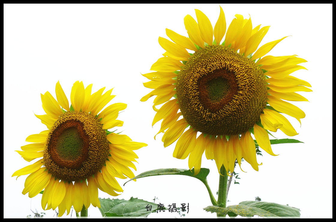 P1200687_副本.jpg