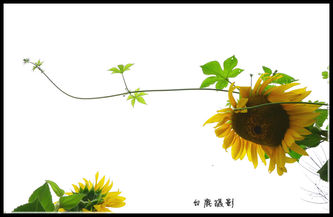 P1200704_副本.jpg