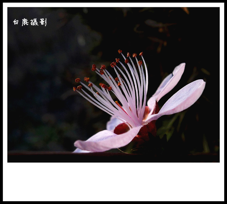 P1130642_副本.jpg