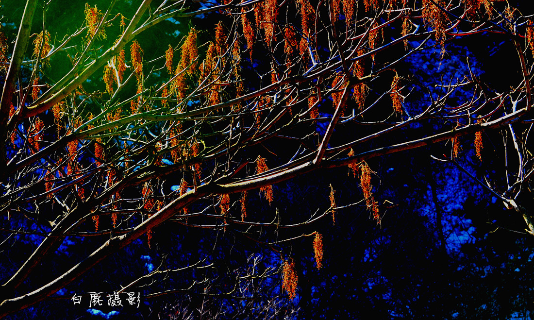 DSC_0090_副本.jpg