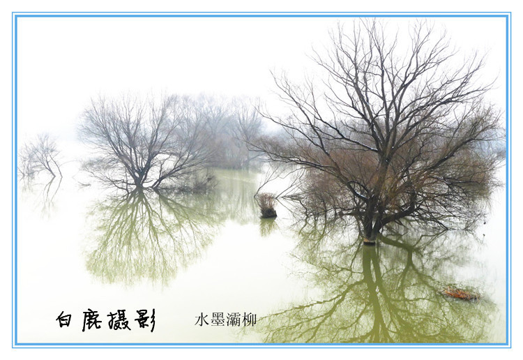 冬日河柳_副本.jpg