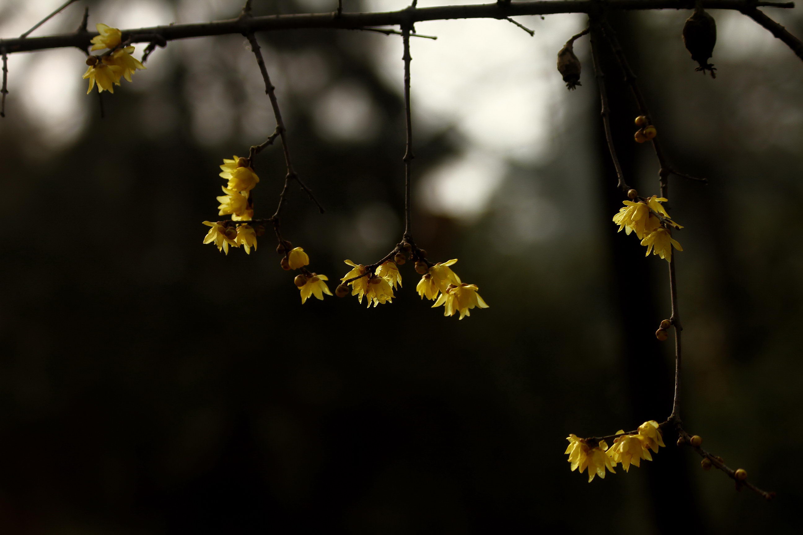 IMG_5924A_调整大小.jpg