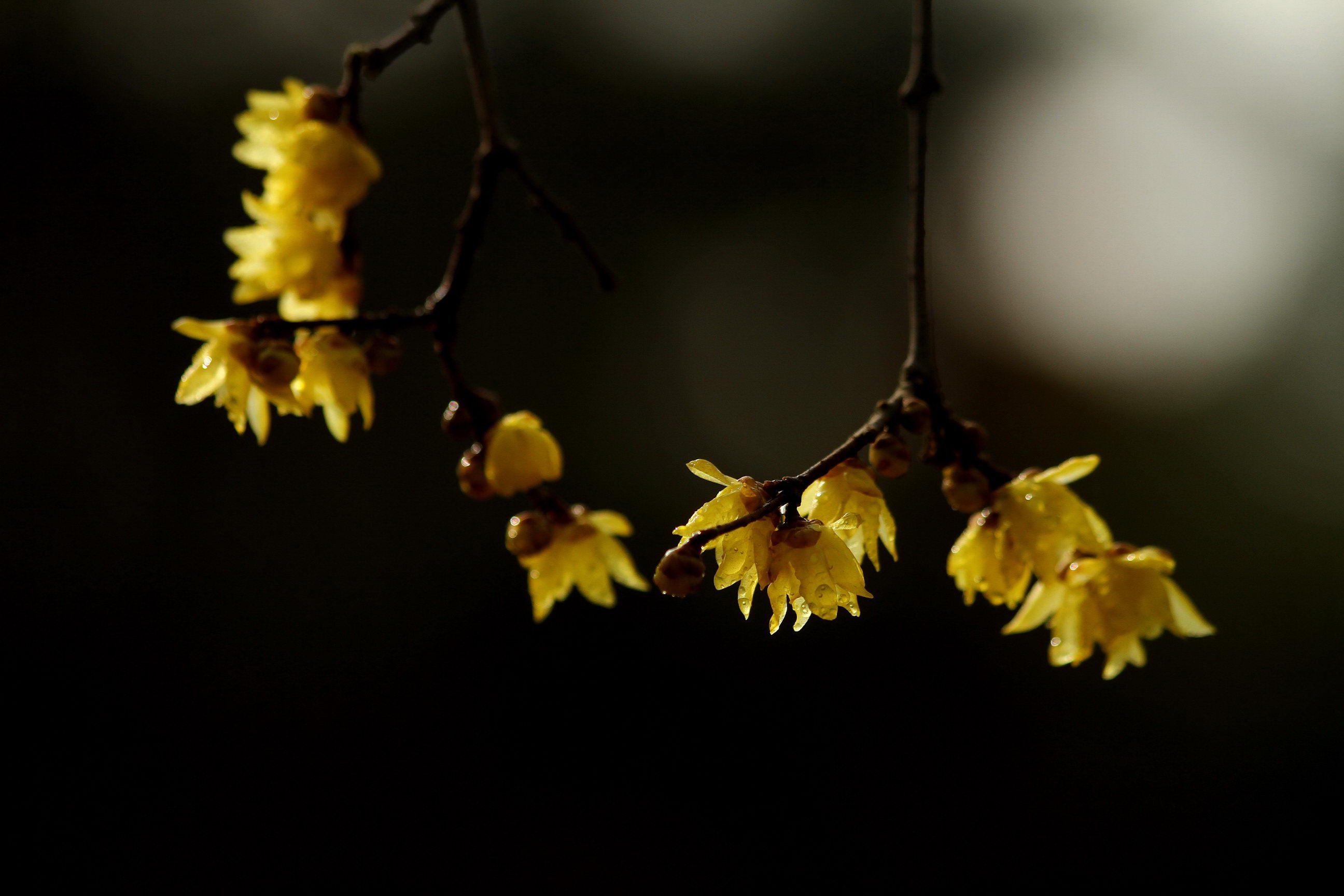 IMG_5926A_调整大小.jpg