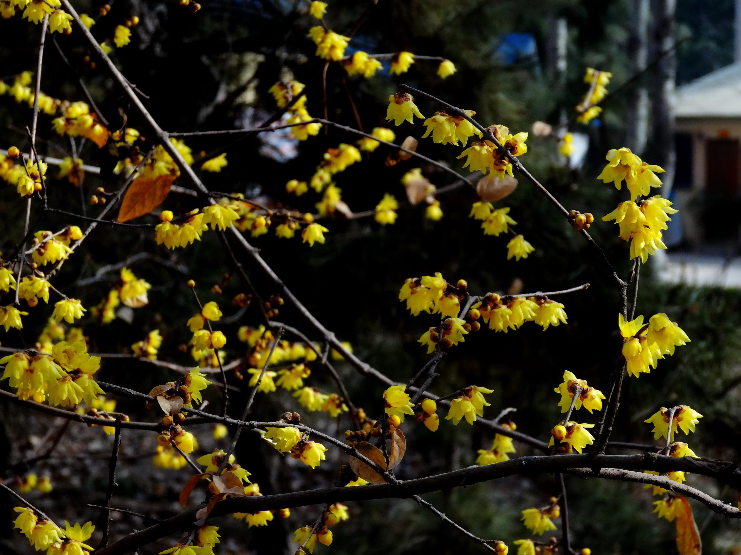 DSC09777A_调整大小.jpg
