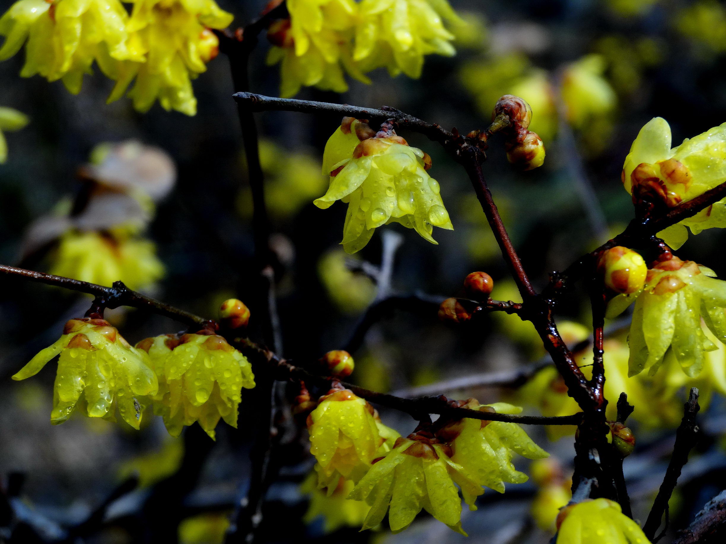 DSC09754A_调整大小.jpg