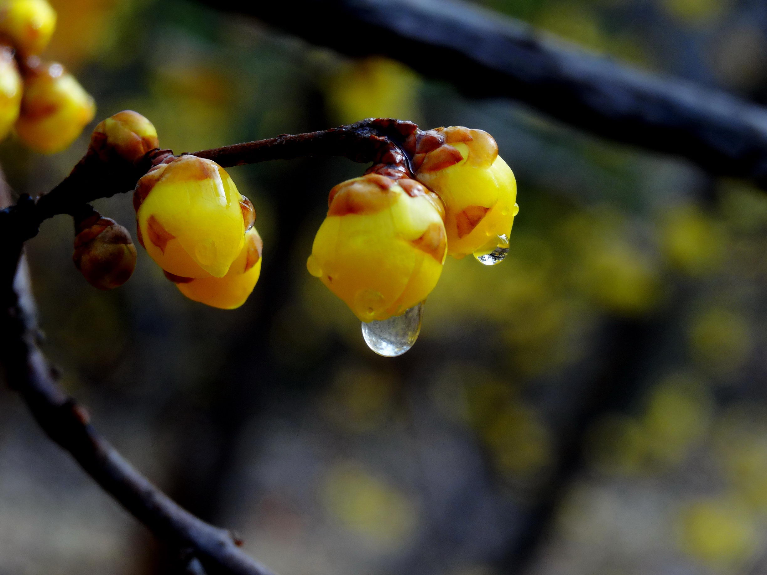 DSC09763A_调整大小.jpg