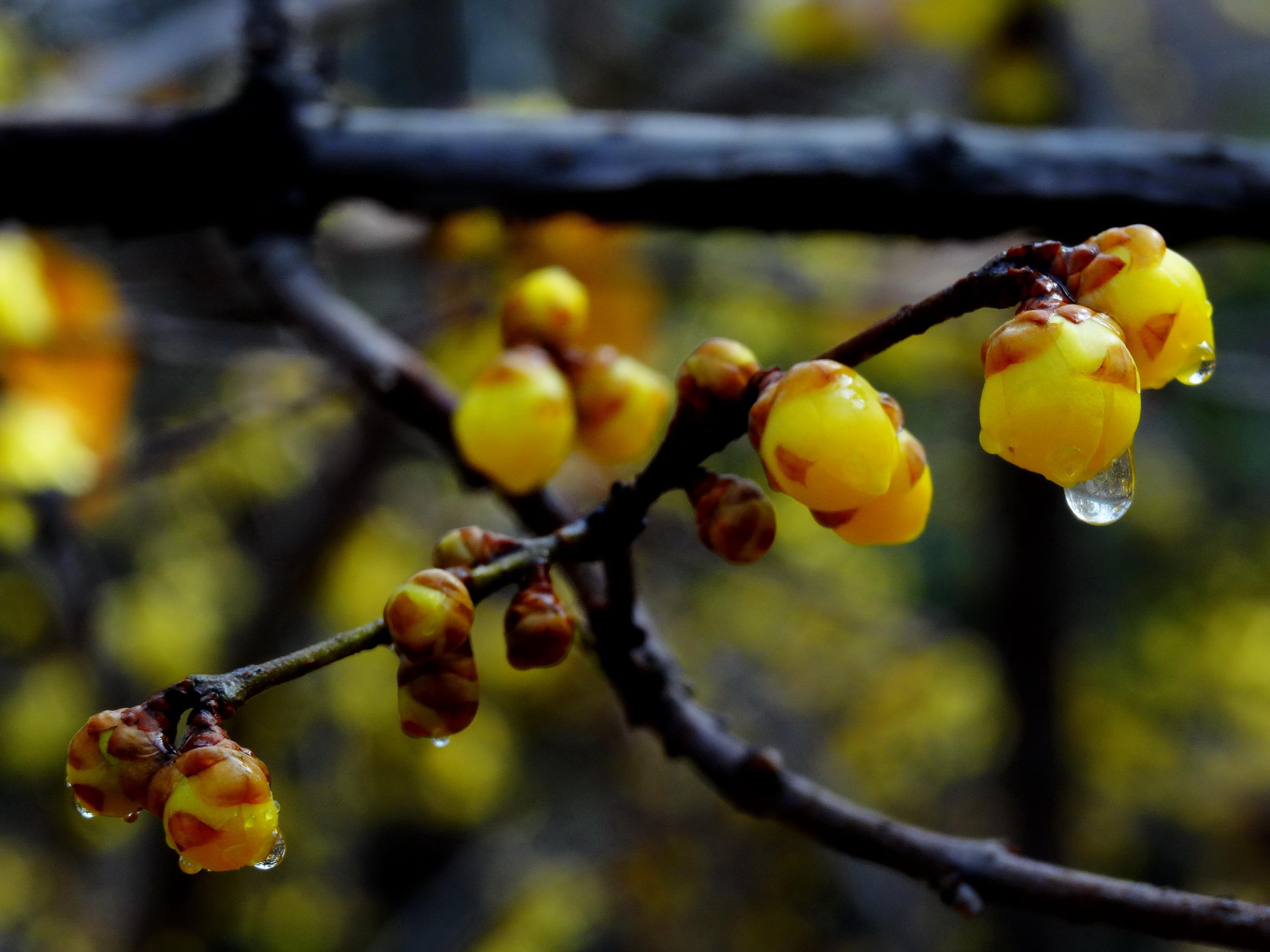 DSC09771A_调整大小.jpg