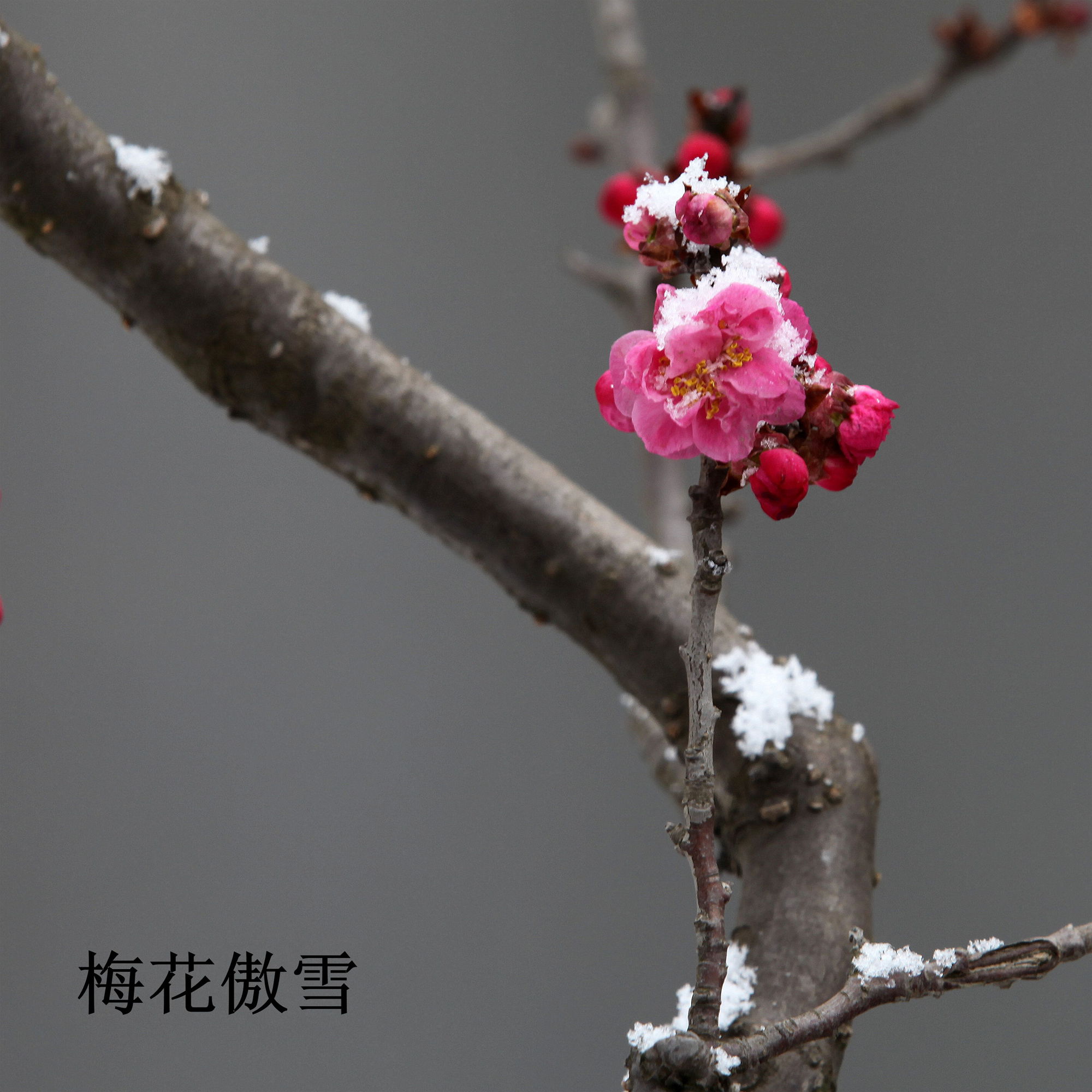 梅花傲雪